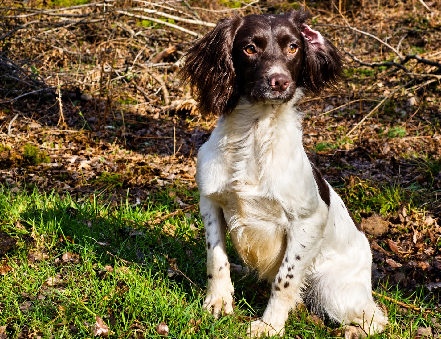 Brown-and-white spaniel sitting on grass
