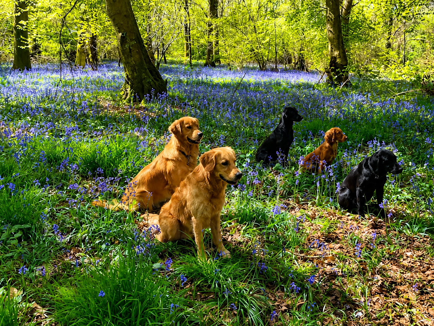 Five dogs in woodland carpeted with bluebells