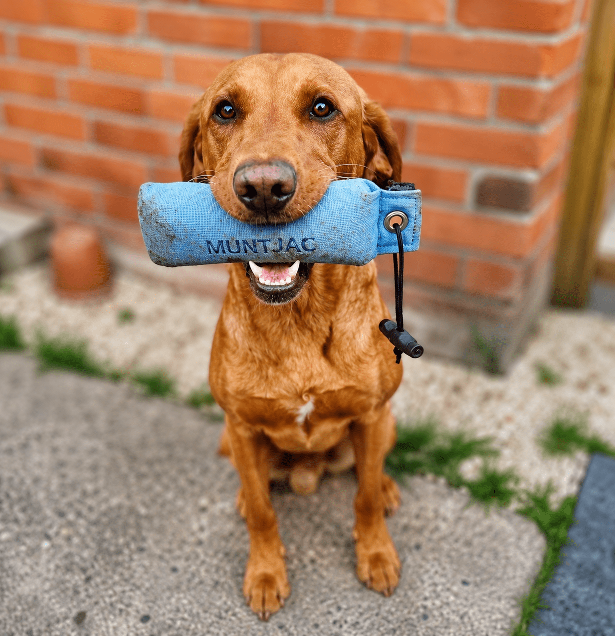 Happy brown dog holding blue training dummy