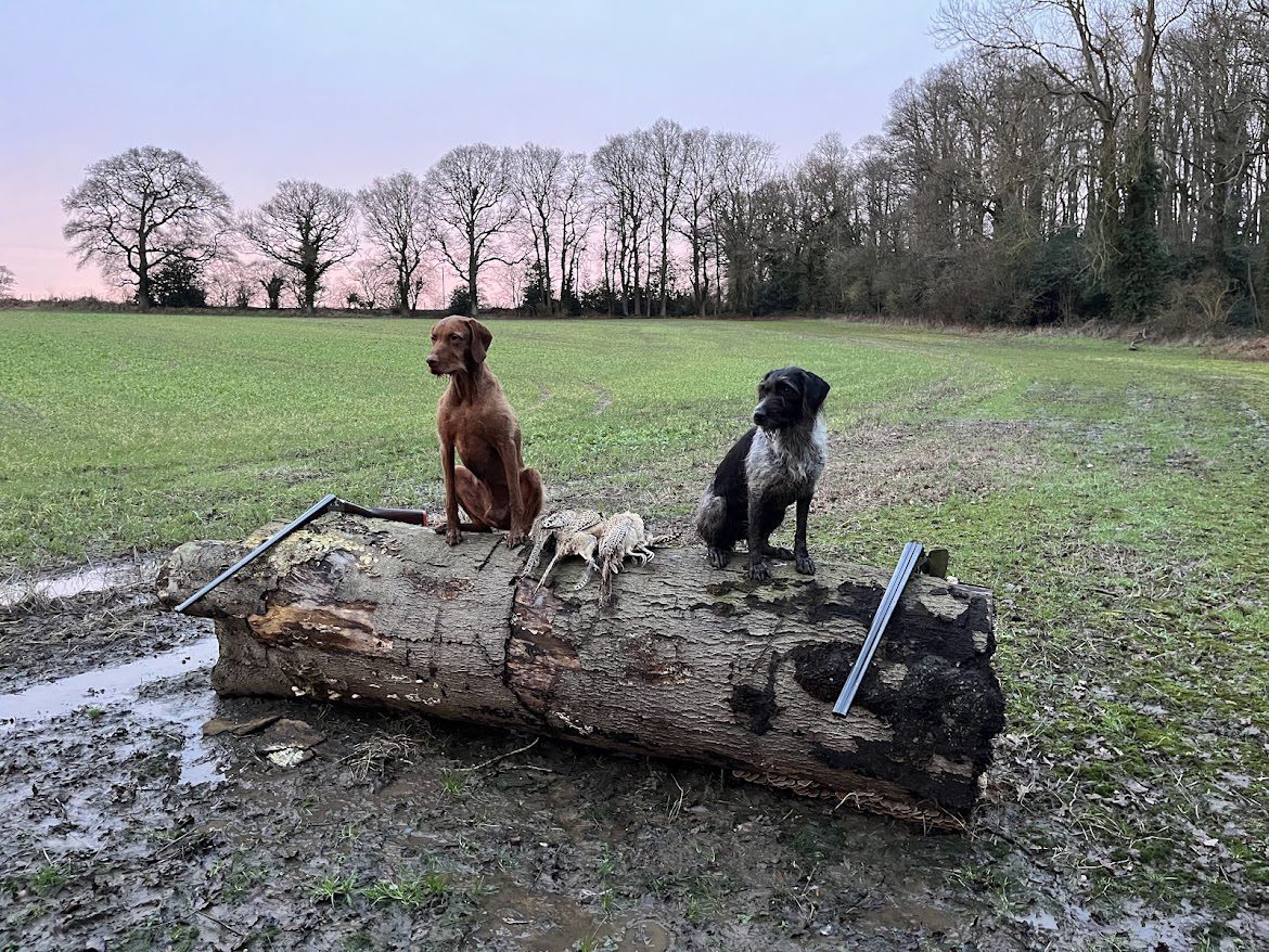 Two hunting dogs on log in field