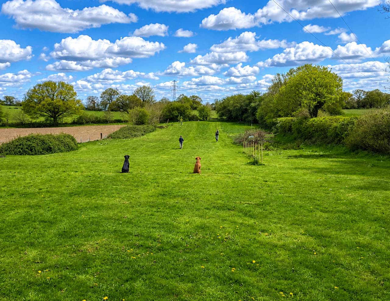 Two dogs sitting in green meadow under clouds