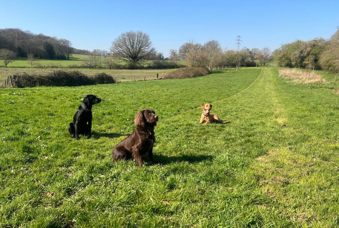 Three dogs in sunny grassy field