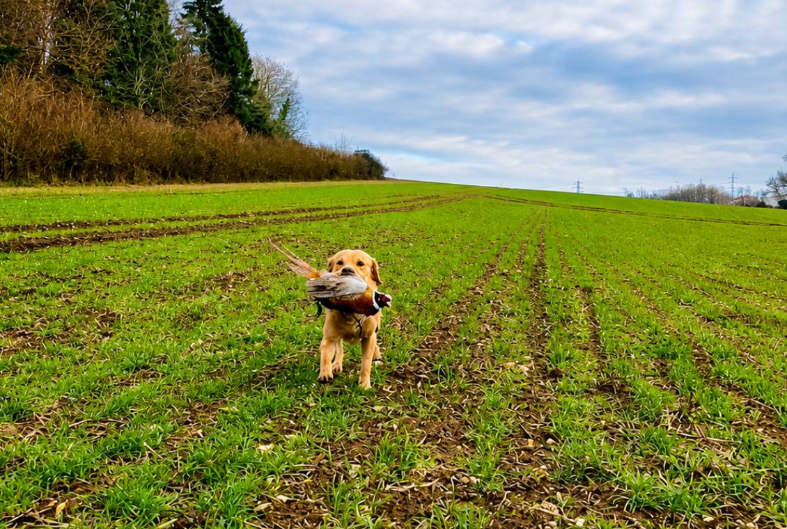 Golden retriever retrieving duck in green field