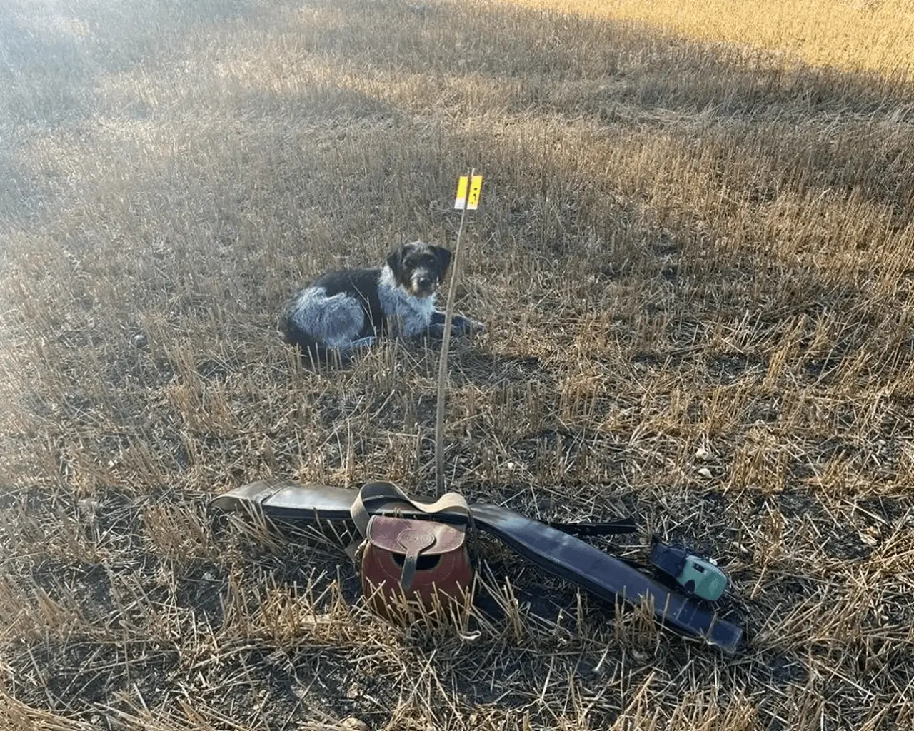 Gundog on the peg