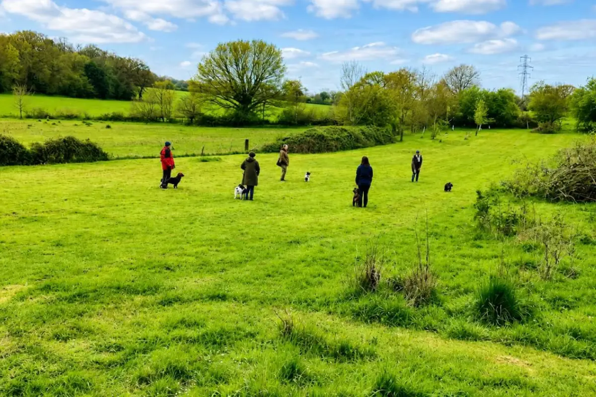 Spaniel puppy steadiness training