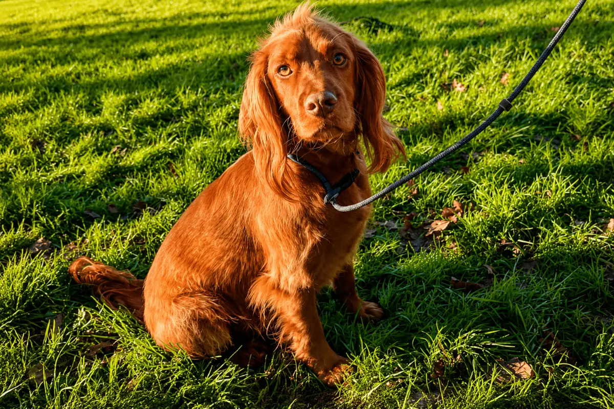Spaniel puppy steadiness training