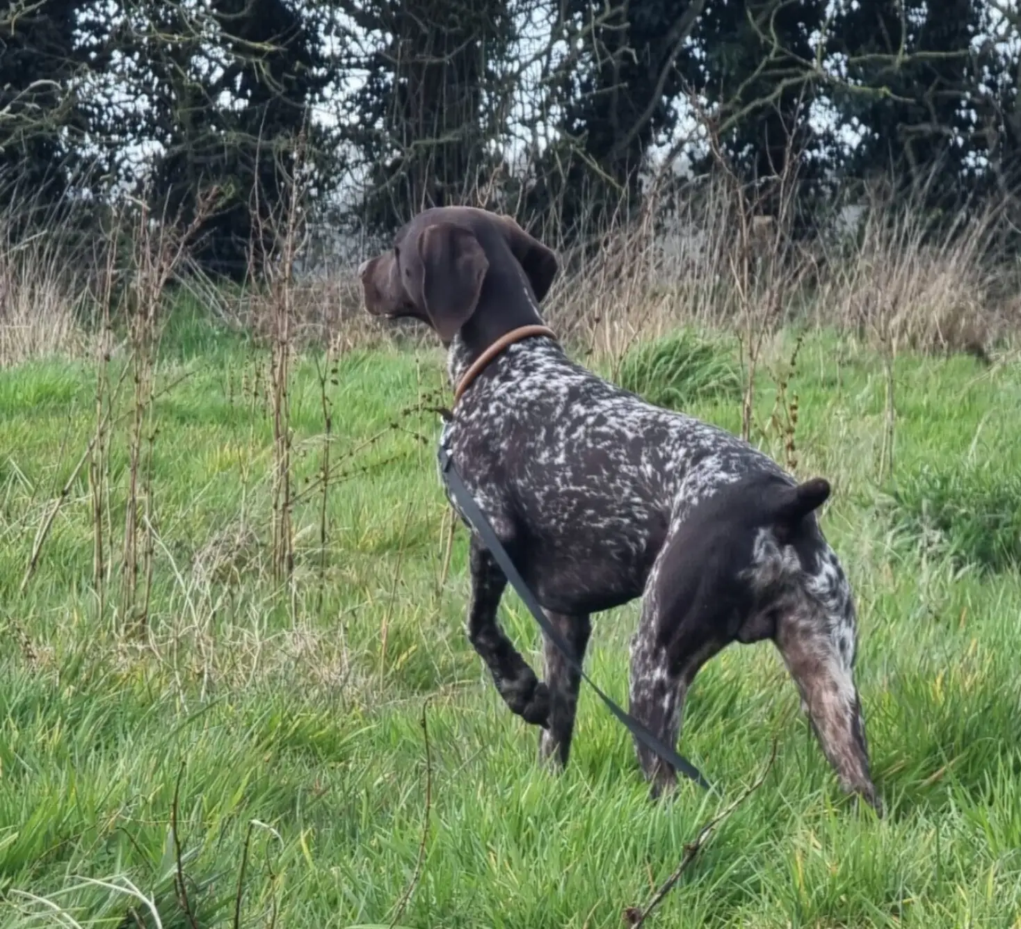 Pointer HPR on point