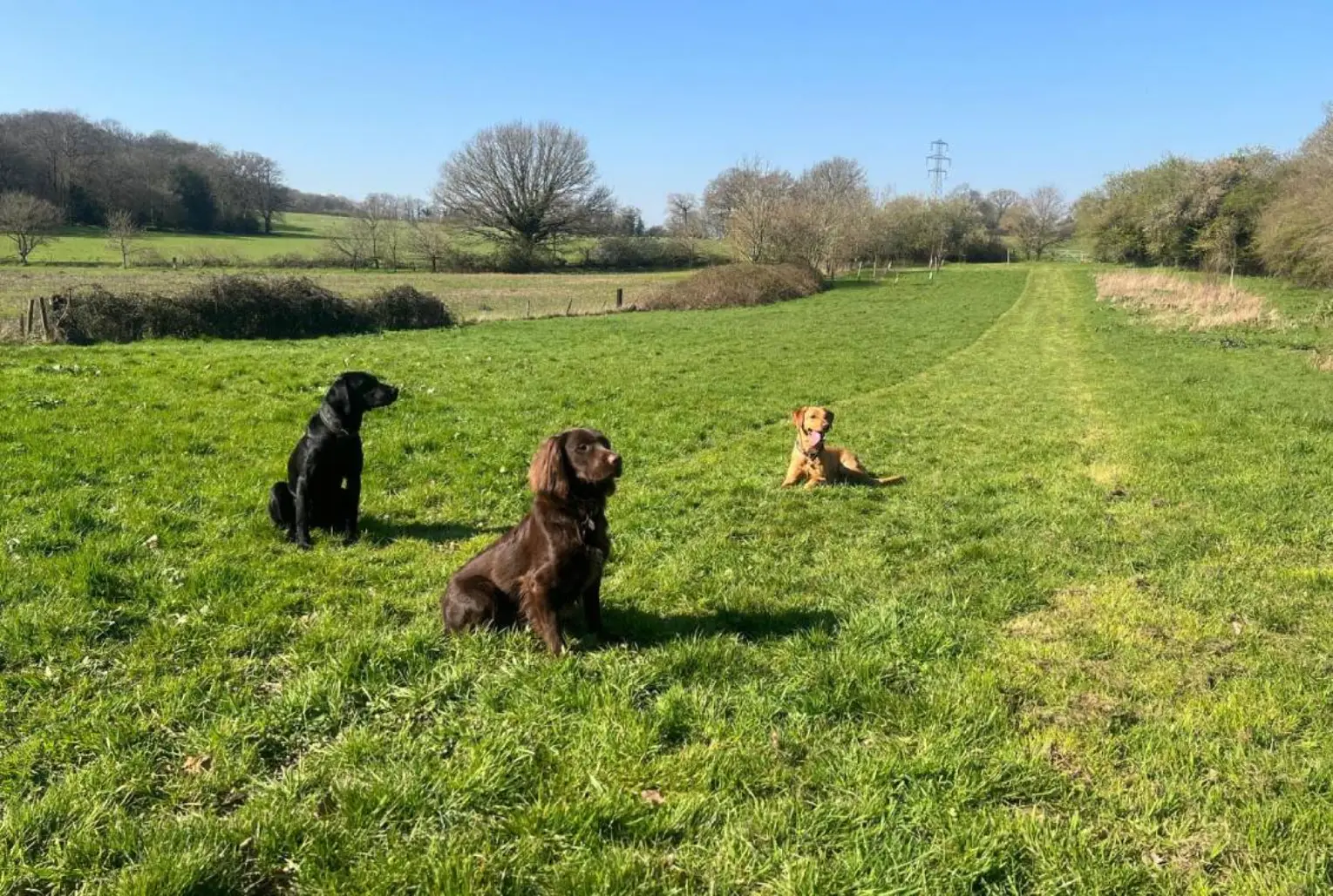 Puppy Bootcamp